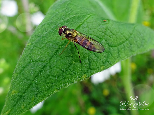 Hoverfly Photo