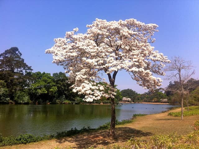 Parque Ibirapuera