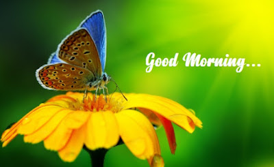 blue and brown winged butterfly on a yellow flower with happy morning message and wish