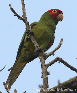 Red-masked Parakeet