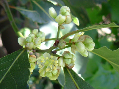 flor del laurel