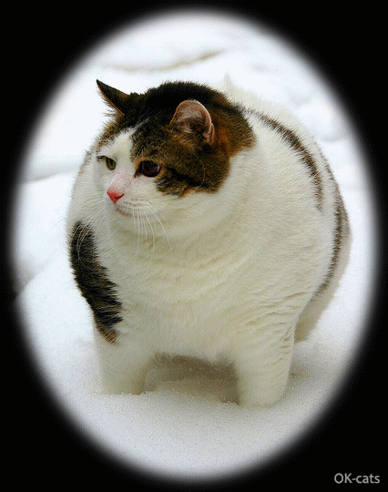 Fat Cat Spinning In The Snow Cat Gif Site