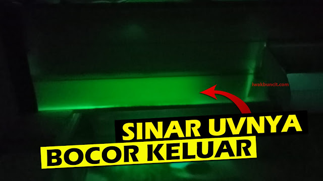 Apakah Sinar Lampu UV yang Bocor Berbahaya bagi Ikan Mas Koki? Temukan Jawabannya di Sini! (Video)