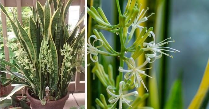 How To Make A Spiky Snake Plant Bloom With Beautiful, Fragrant Flowers