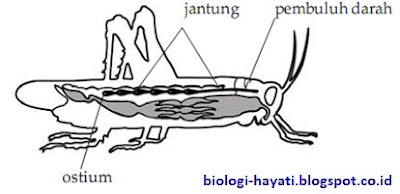 Peredaran Darah pada Belalang