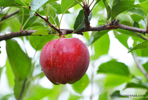 Manzana en la copa de un árbol