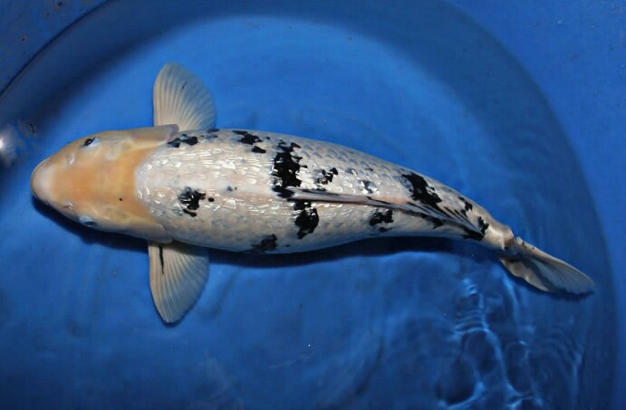 50 Jenis Ikan  Koi Beserta  Gambar  dan Harganya Terbaru