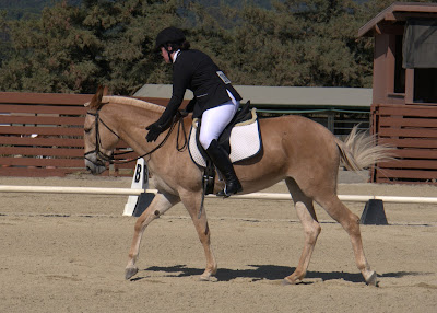 palomino dressage mule