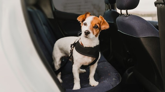 Como transportar cachorro no carro com segurança