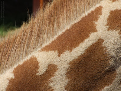 macro giraffe neck hairs - close up of a giraffe's 'mane' with sharply defined hairs