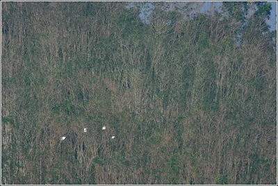 Egret  sp Flock Flying into the Forest