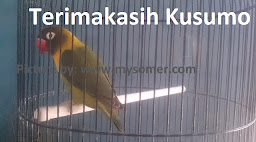 Pesan Lovebird Kusumo Dulu Penuh Inspirasi