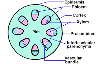 Plants Anatomy along with secondary Growth