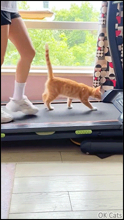 Funny Cat GIF • When your cat is doing his daily routine treadmill workout with you & better than you! [ok-cats.com]