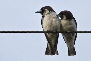 Two birds sitting on a power line