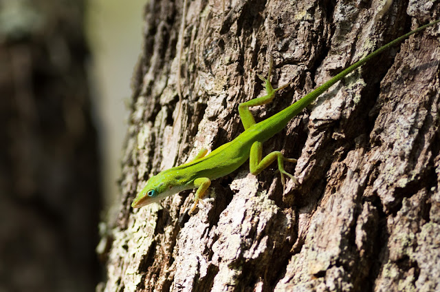 Green Anole - Merritt Island, Florida