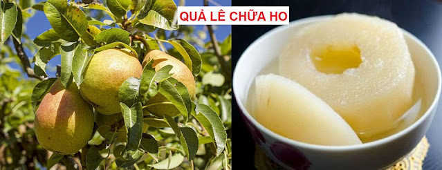 PHÒNG CHỮA BỆNH NHỜ RAU CỦ QUẢ QUANH TA - QUẢ LÊ CHỮA HO