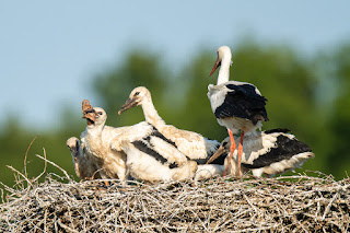 Wildlifefotografie Weißstorch Jungstörche Lippeaue Olaf Kerber