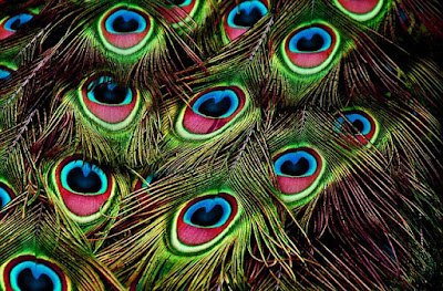 peacock feathers