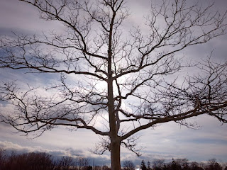 A backlit Tree