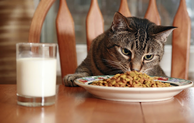 It is generally recommended to feed a new cat a high-quality, age-appropriate diet that is formulated for their specific life stage (kitten, adult, senior).  Wet food can be a good option as it contains more moisture, which can be beneficial for cats, especially if they are prone to urinary tract issues.  Dry food can also be offered, but it should be of high quality and not contain too many fillers. You should also consult with your  veterinarian for specific dietary recommendations for your new cat, especially if they have any health conditions.