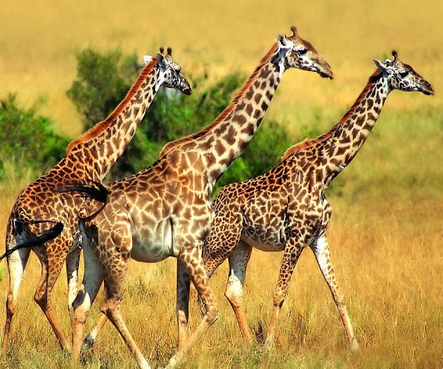 Giraffa Wallpapers Free Download