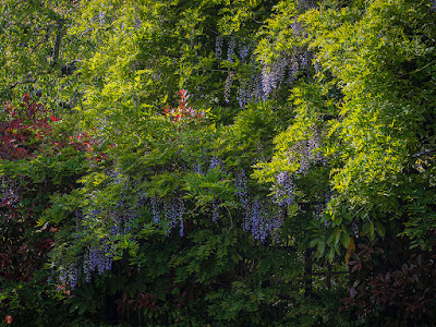 Fuji (Wisteria floribunda) flowers: Nikaido (Kamakura)