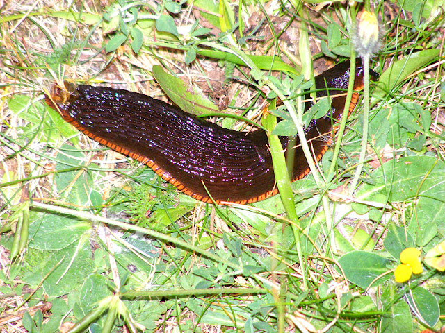 Large Red Slug Arion rufa, Hautes-Pyrenees, France. Photo by Loire Valley Time Travel.