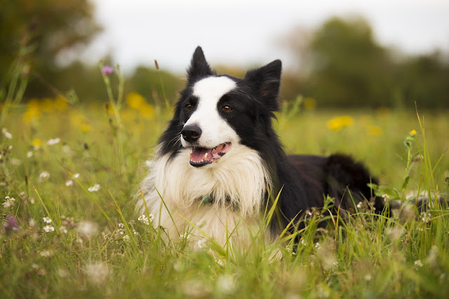 healthiest-dog-breeds