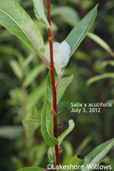 Salix x 'Acutifolia' July 3, 2012