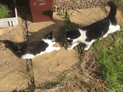 Two balck and white carts, smaller on the left, facing each other. The smaller cat is on a paved path, the larger standing on grass