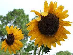 A Pretty Duet of Yellow Sunflower Blossoms