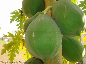 Green Papayas