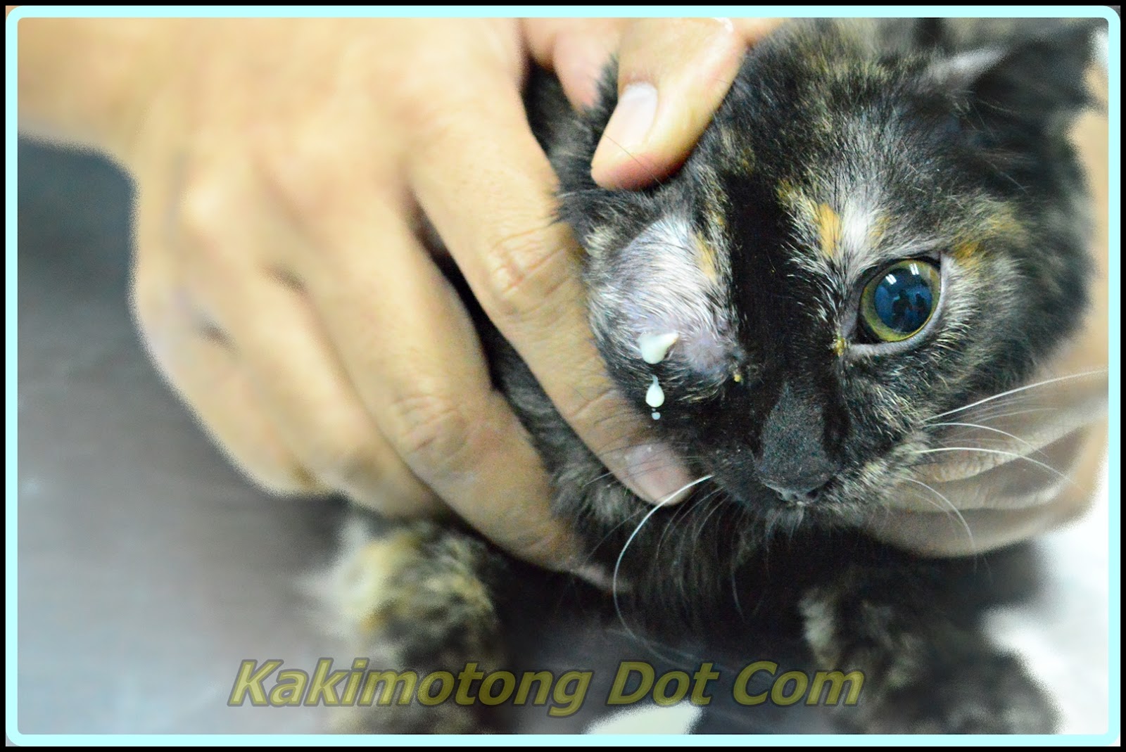 Al Kisah Si Motet, Vaksin Kucing, Ubat Cacing, Kucing Mata 