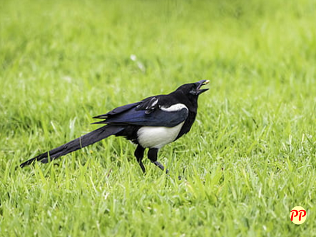 Harga Burung Kacer (Gacor, Poci, dll) per Ekor dan Cara Memeliharanya