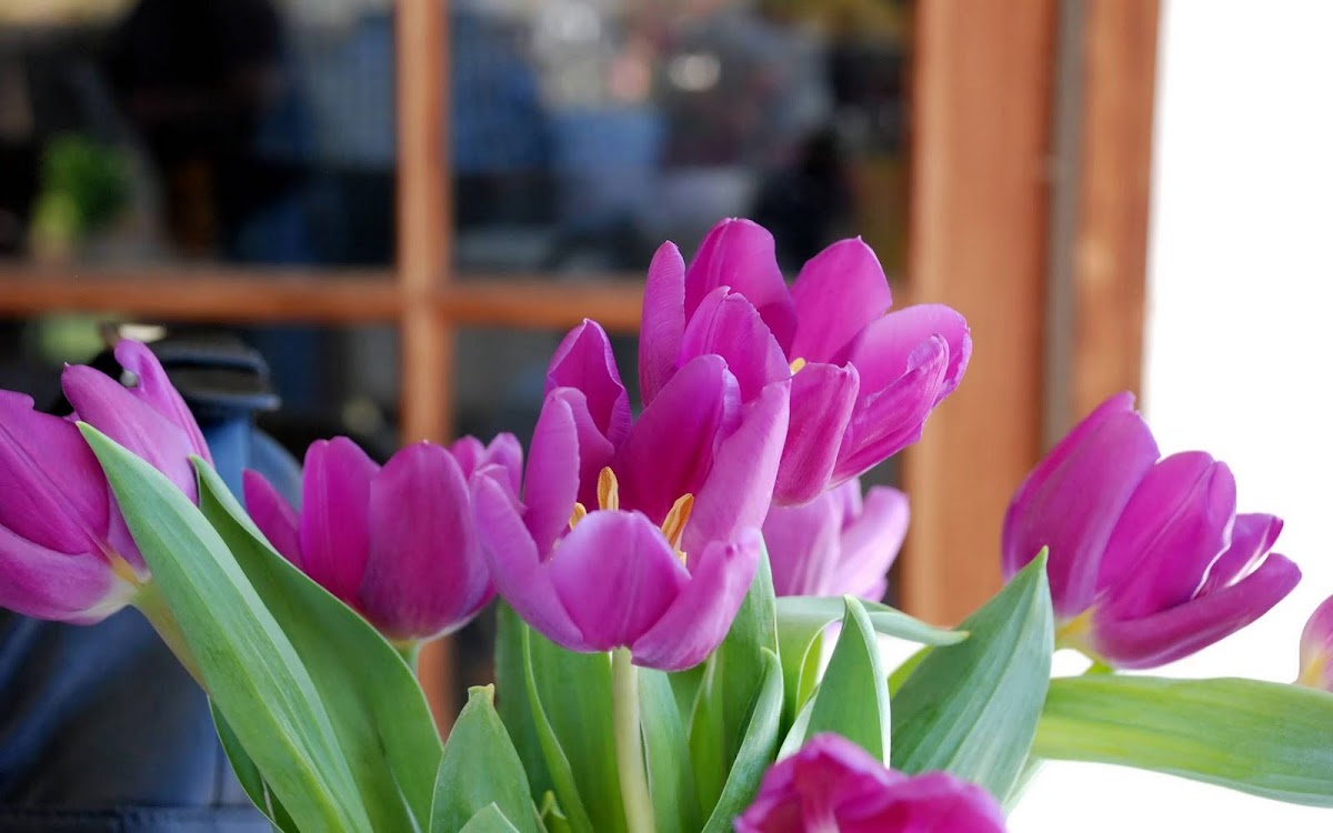 Beautiful Tulip Widescreen HD Wallpaper 9