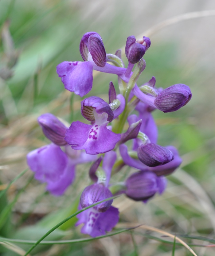 Orchis morio