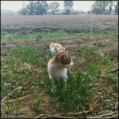 Funny Cat GIF • BOOM! Sneak attack from behind by Ninja cat. Startled cat is flying [ok-cats.com]