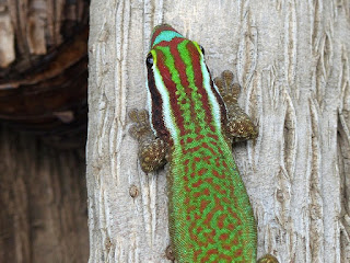 Lézard vert de Manapany - Phelsuma inexpectata