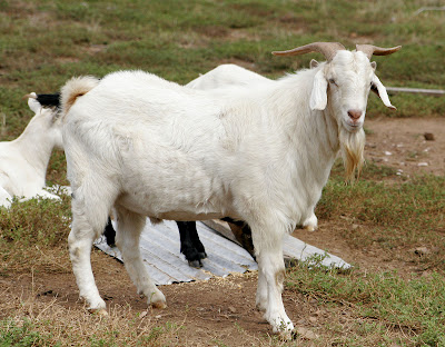 Cara melakukan aqiqah menurut Islam, kambing besar