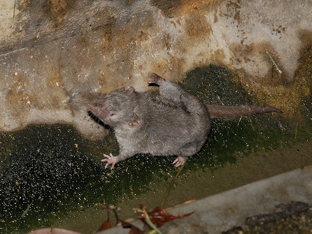 House Shrew - Suncus murinus