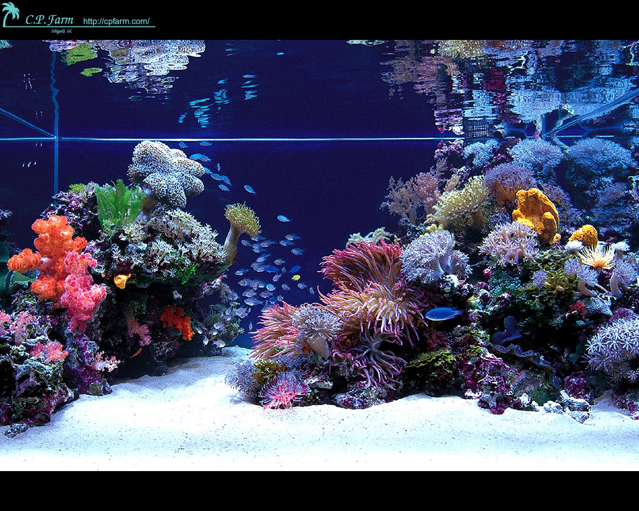 Dwarf Reef