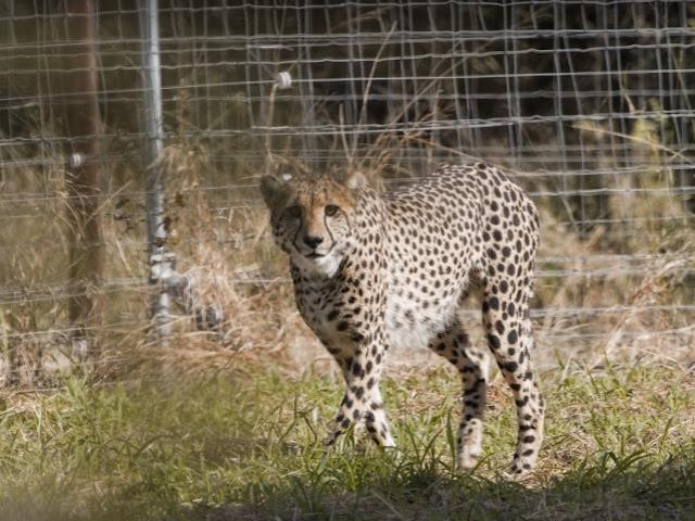Cheetah  For Kuno