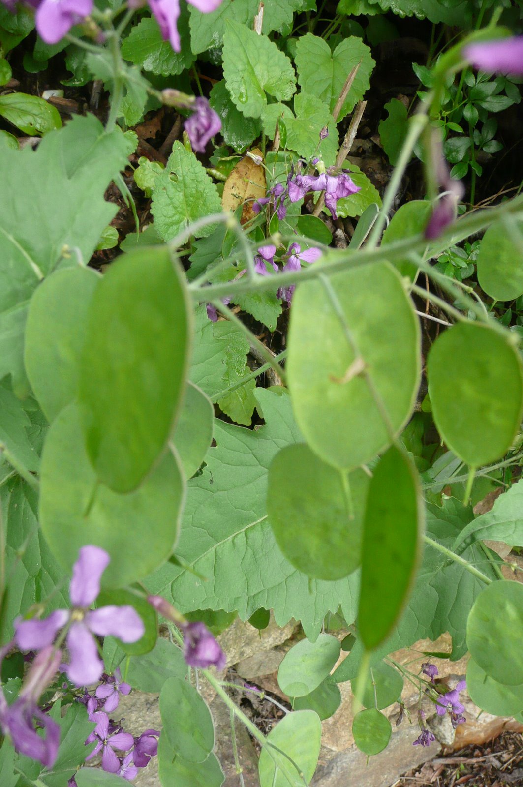 When the seed pods dry, you can peel off the outer coat to find the seeds and the shiny interior membrane. Lunaria, Money Plant, and Honesty are some of its
