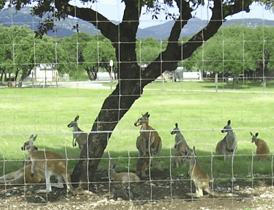 Picture of Kangaroos at exotic ranch outside Camp Wood