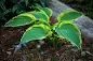 Hosta Tropical Dancer care
