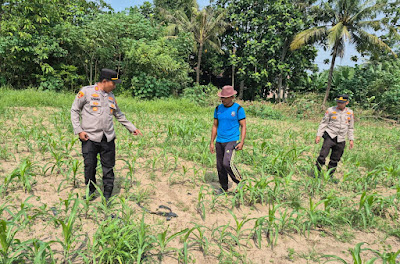Kanit Binmas Polsek Cipocok Polresta Serkot Bersama Bhabinkamtibmas Monitoring Pertumbuhan Tanaman Jagung Dukung Ketahanan Pangan