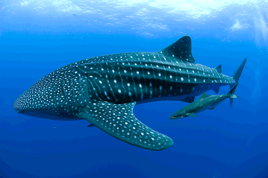 wreck whale shark