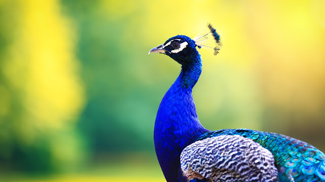 Peacock information in marathi