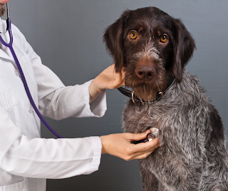 Rough coated brown and white spotted Pointer dog being examined by a Vet